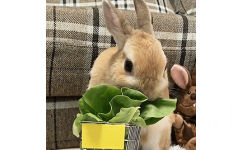 兔子吃青菜 GIF - 吃东西的小兔兔，我可以看一天