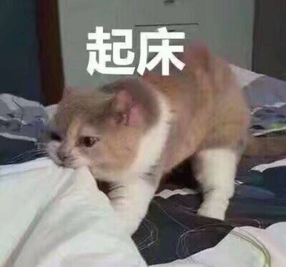 起床，咬你被子 - 猫咪喊起床表情包