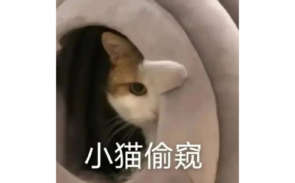 小猫偷窥