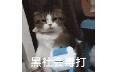 黑社会毒打(猫咪打拳 GIF 动图)