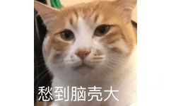 愁到脑壳大(猫咪表情包)