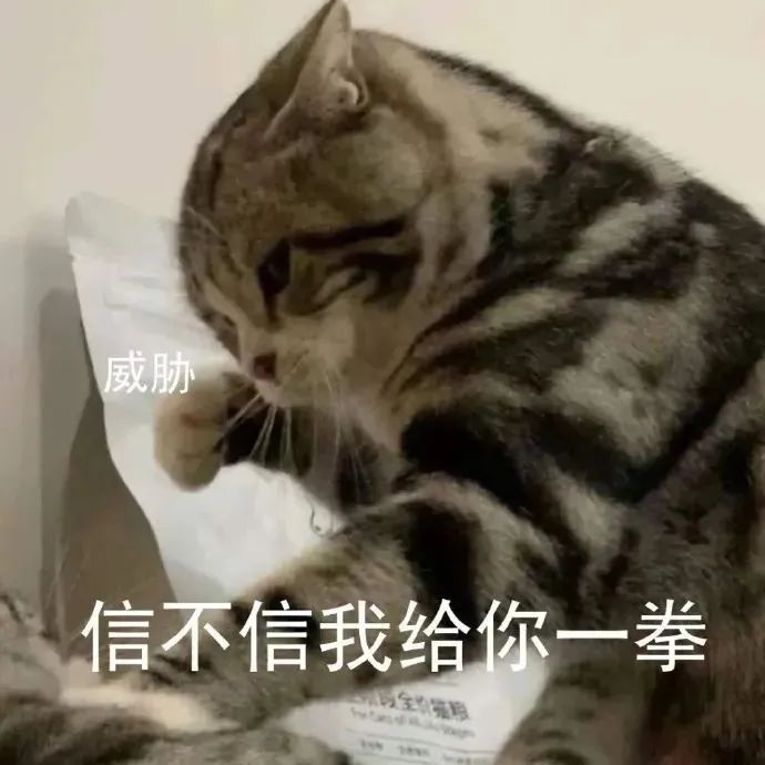 威胁信不信我给你一拳(猫猫表情包)