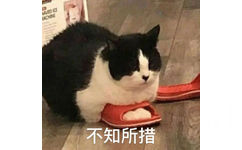 不知所措(猫咪表情包)