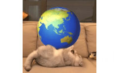 猫咪盘地球 - 万物皆可盘猫咪动态表情包