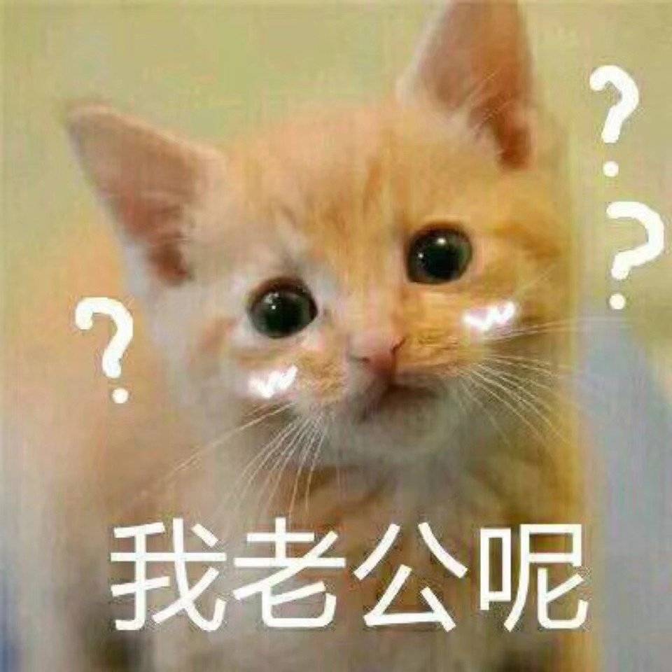 我老公呢？？（猫咪）