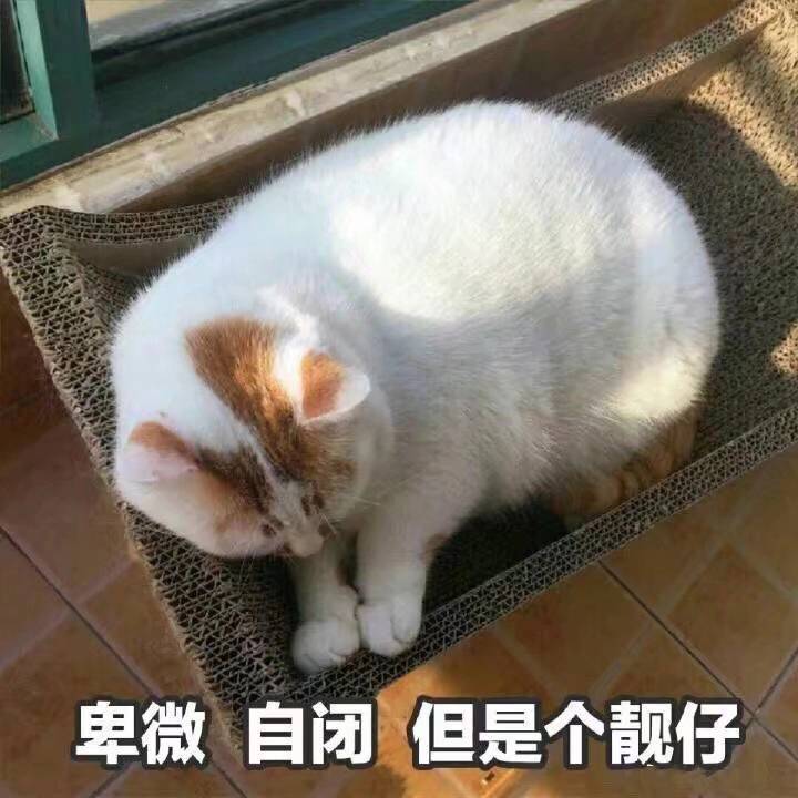 卑微 自闭 但是个靓仔（猫咪）