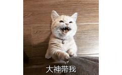 大神带我(猫咪拉裤脚 GIF)