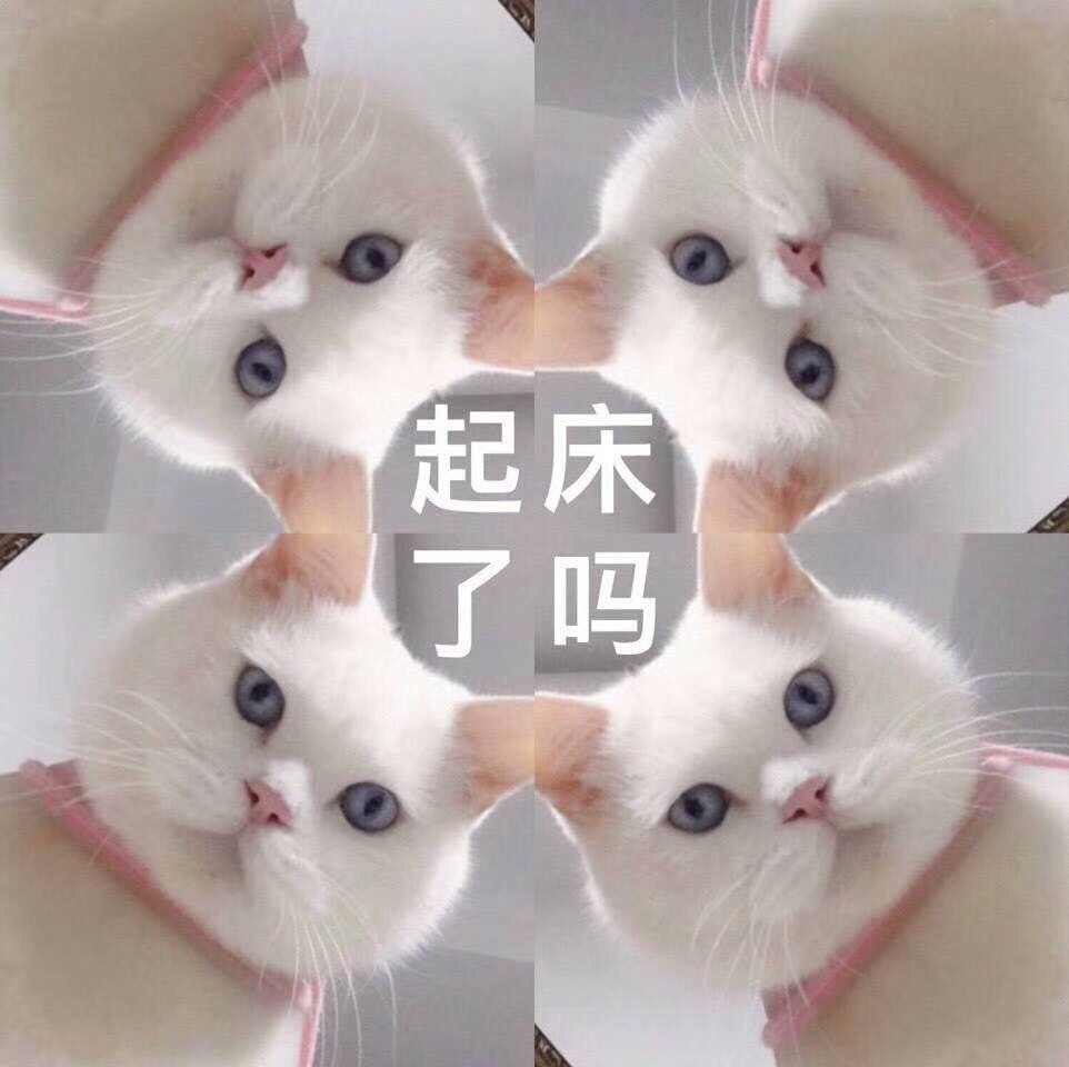 起床了吗（猫咪的俯视）