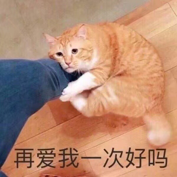 再爱我一次好吗（猫咪抱大腿）