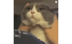 猫咪按摩上头了 GIF 动图表情包