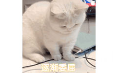 逐渐委屈(猫咪表情包)