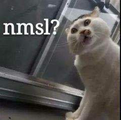 mmsl?(猫咪楼楼)