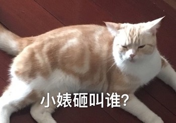 小婊砸叫谁? - 生气专用猫咪表情包