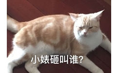 小婊砸叫谁? - 生气专用猫咪表情包