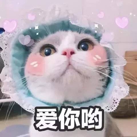 爱你哟（猫咪）