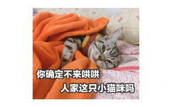 你确定不来哄哄人家这只小猫咪吗