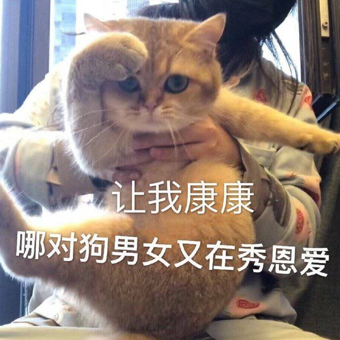 让我康康哪对狗男女又在秀恩爱(猫猫表情包)