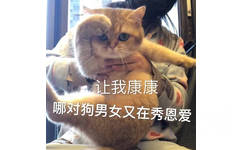 让我康康哪对狗男女又在秀恩爱(猫猫表情包)