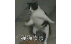 猫猫祟祟