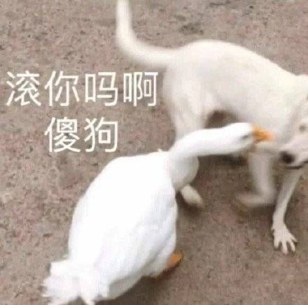 滚你吗啊 傻狗