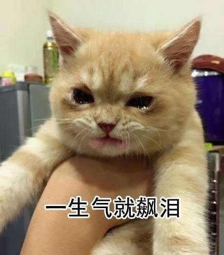 一生气就飙泪 - 一生气就飚泪的猫咪