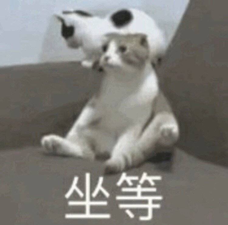 猫咪坐等