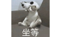 猫咪坐等