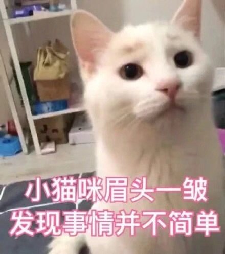 小猫咪眉头一皱发现事情并不简单