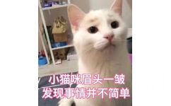 小猫咪眉头一皱发现事情并不简单