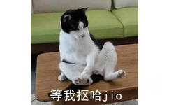 等我抠哈 jio（猫咪）