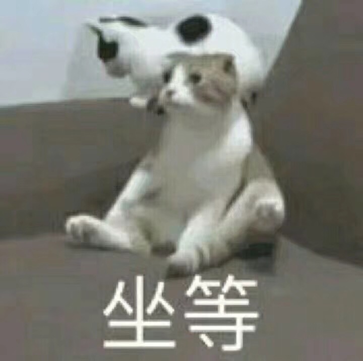 坐等（猫咪） - 近期表情包原图精选