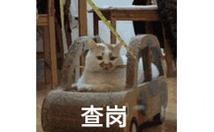 猫猫查岗表情包