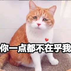 你一点都不在乎我（猫咪）