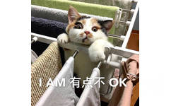 我有点不OK（猫咪）