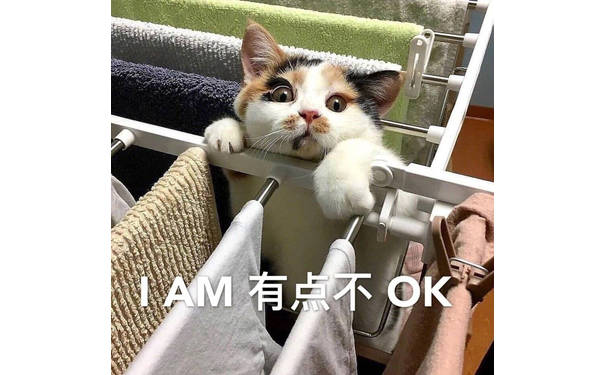 我有点不OK（猫咪）