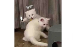 背刺!(猫咪表情包)