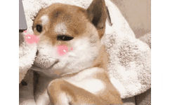 doge狗子脸红撒娇娇 GIF