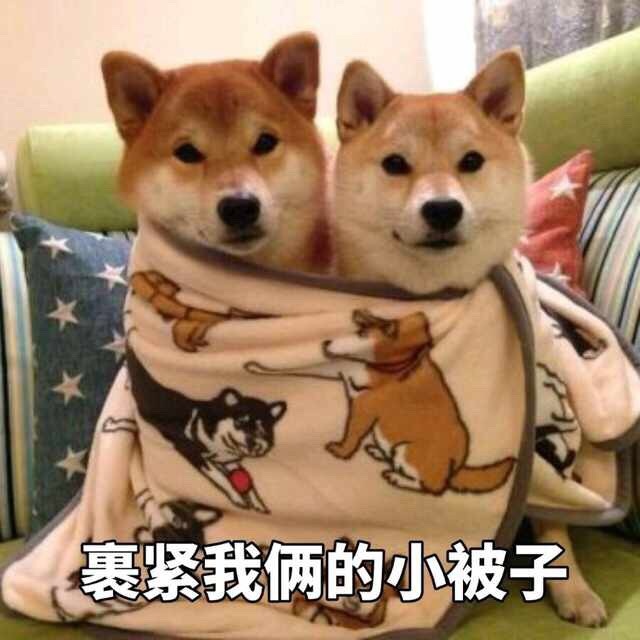 裹紧我俩的小被子 - 柴犬表情包 ​