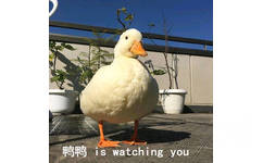 鸭鸭 is watching you