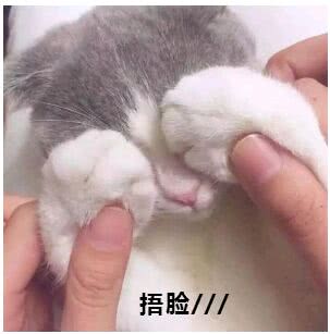 猫咪捂脸