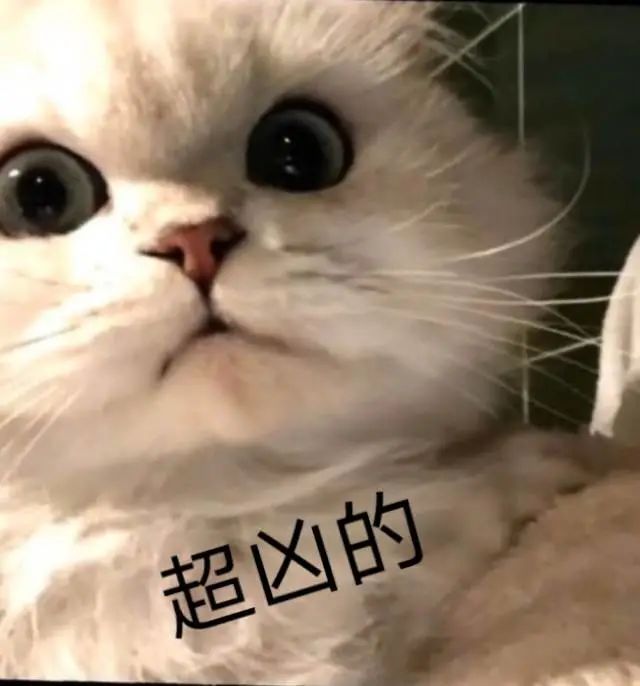 超凶的 - 猫猫表情包系列