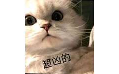 超凶的 - 猫猫表情包系列