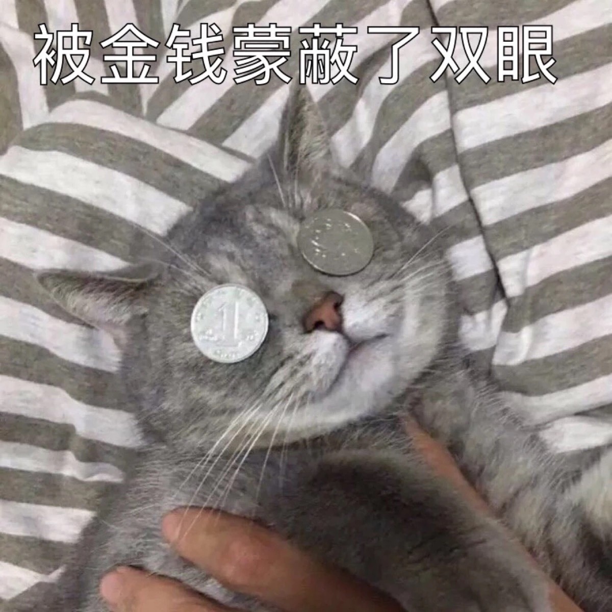 被金钱蒙蔽了双眼 - 一组猫咪表情包，一起吸猫吧 ​