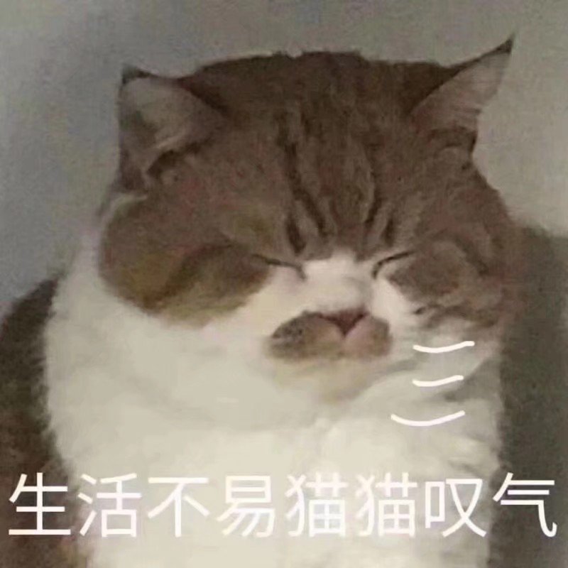 生活不易猫猫叹气