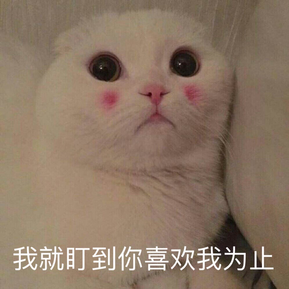 (猫咪)