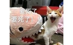 要死了要死了!(猫咪表情包)