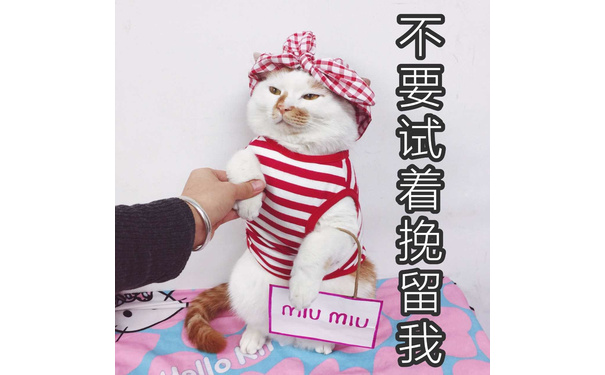 不要试着挽留我niiu miu - 一场变化多端的时装show，好萌的猫咪