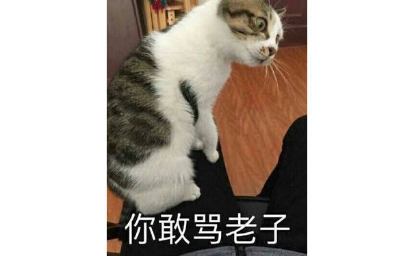 你敢骂老子 - 一组猫咪表情包，一起吸猫吧 ​