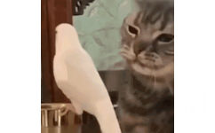 猫猫摸鹦鹉 GIF 动图