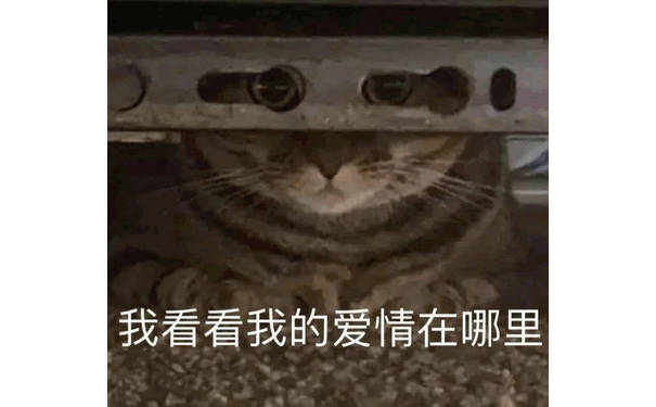 我看看我的爱情在哪里